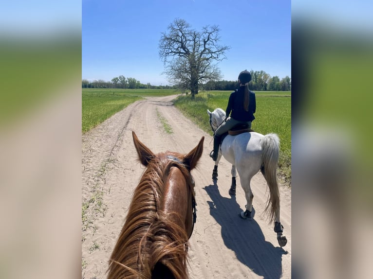 Lipizzan Jument 7 Ans 158 cm Gris moucheté in Szatymaz, Csongr&#xE1;d-Csan&#xE1;d county