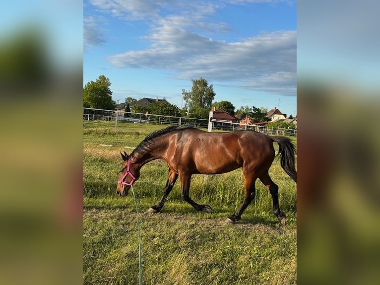 Lipizzan Jument 7 Ans 165 cm Bai in Mezőörs
