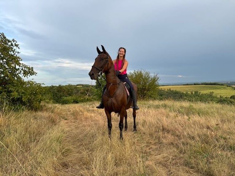 Lipizzan Jument 7 Ans 165 cm Bai in Mezőörs