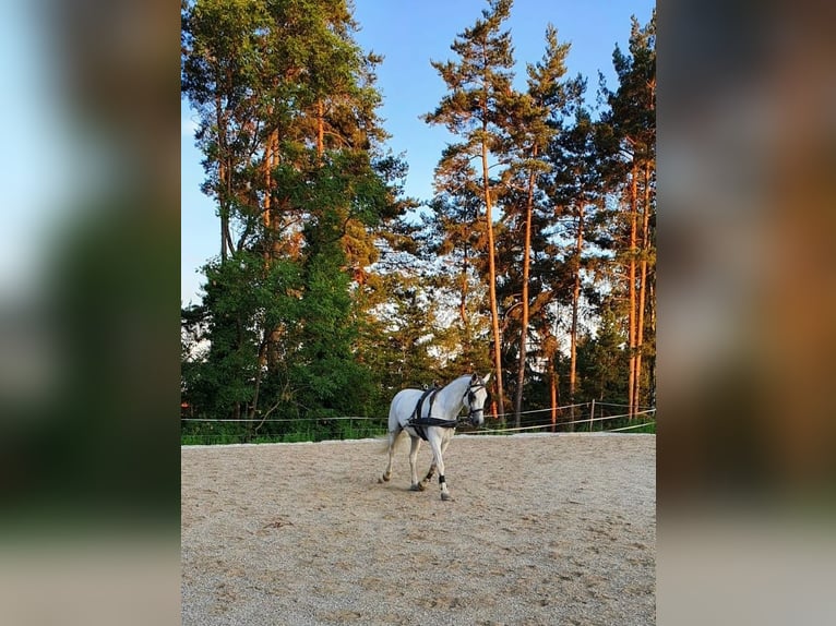 Lipizzan Jument 8 Ans 147 cm in Voitsberg