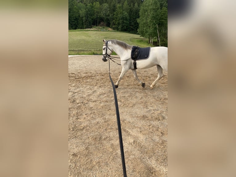 Lipizzan Jument 8 Ans 147 cm in Voitsberg