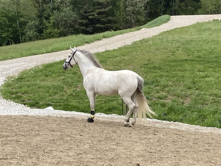 Lipizzan Jument 8 Ans 147 cm in Voitsberg