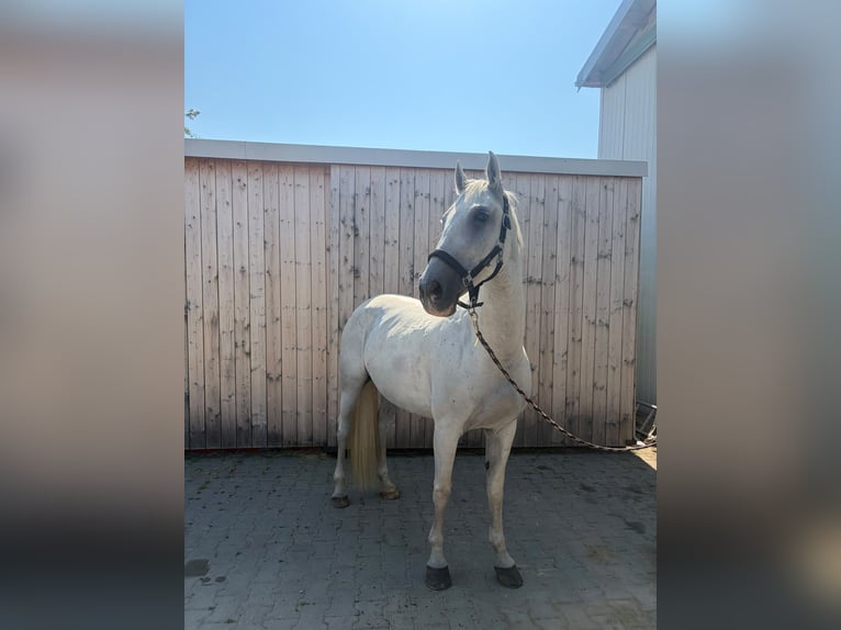 Lipizzan Jument 8 Ans 155 cm Gris in Aderklaa