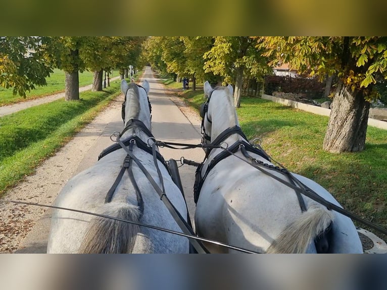 Lipizzan Jument 8 Ans Gris in Tordas
