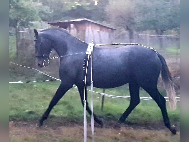 Lipizzan Jument 8 Ans Gris in Tordas