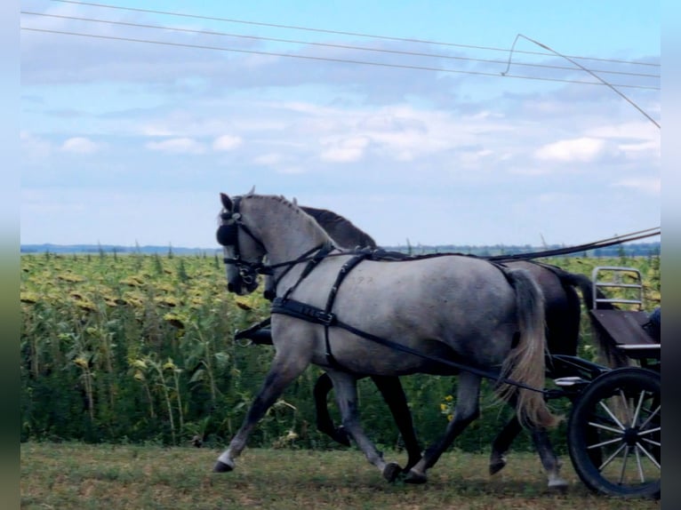 Lipizzan Jument 8 Ans Gris in Tordas