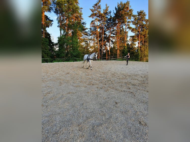 Lipizzan Jument 9 Ans 148 cm in Voitsberg