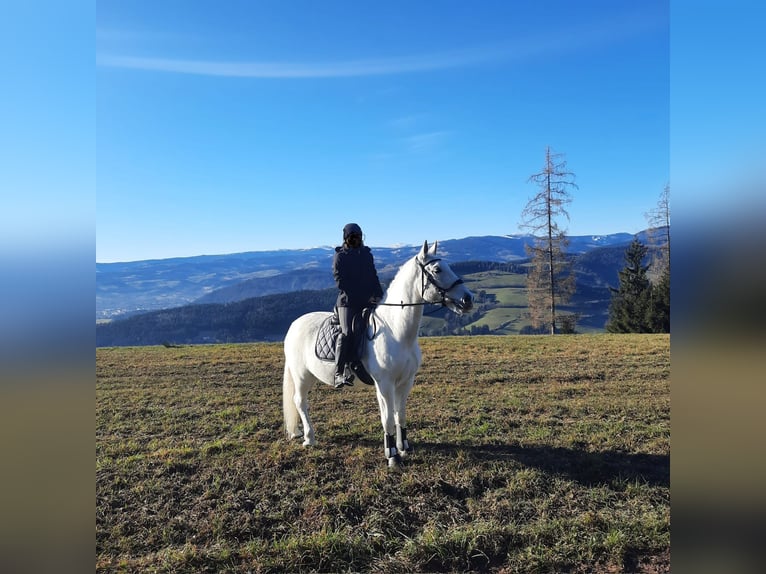 Lipizzan Jument 9 Ans 148 cm in Voitsberg