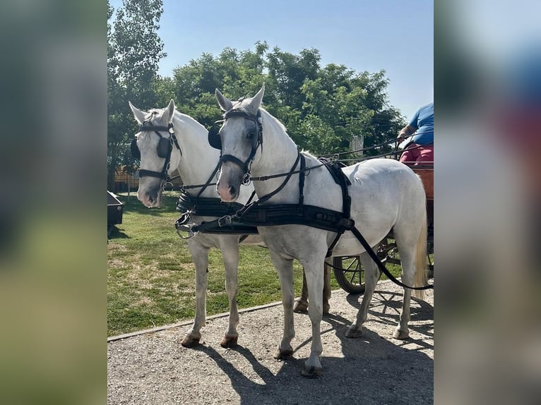 Lipizzan Jument 9 Ans 160 cm Blanc in Tass