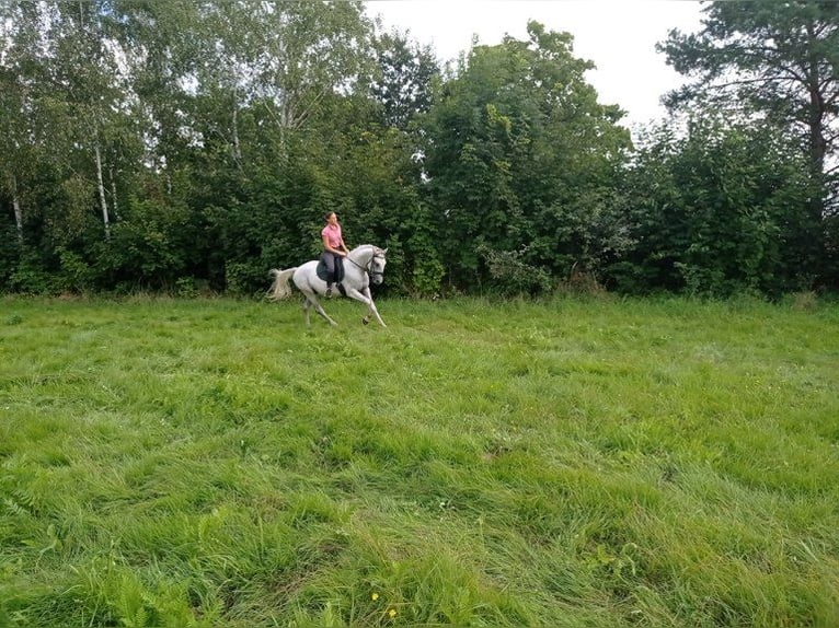 Lipizzan Jument 9 Ans Gris in Görlitz