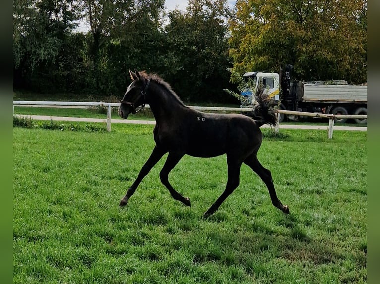 Lipizzan Jument Poulain (04/2024) 145 cm Aubère in Halászi