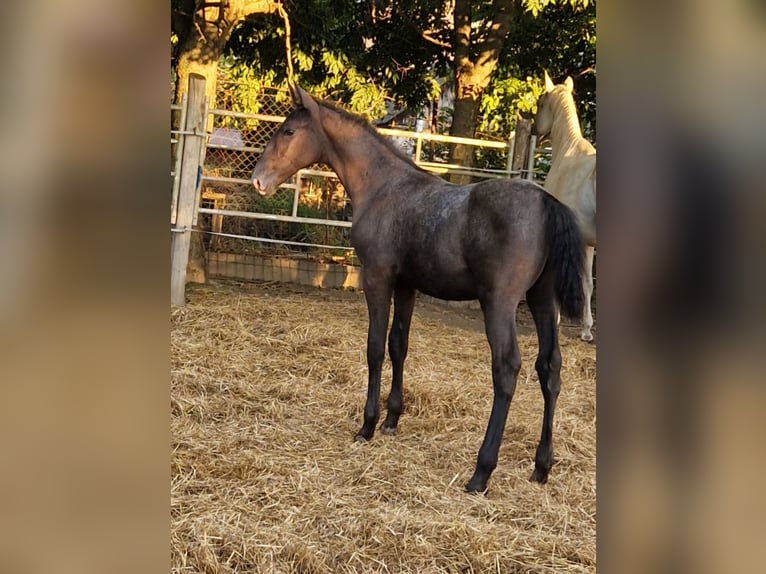 Lipizzan Jument Poulain (04/2024) 145 cm Aubère in Halászi