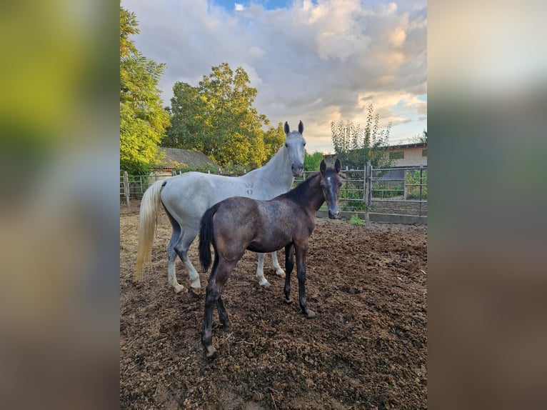 Lipizzan Jument Poulain (04/2024) 145 cm Aubère in Halászi