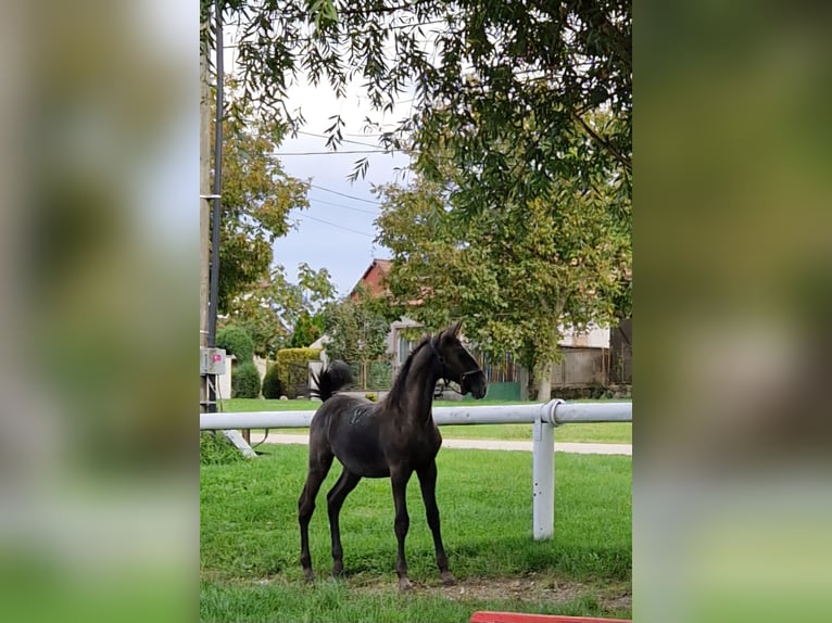 Lipizzan Jument Poulain (04/2024) 145 cm Aubère in Halászi