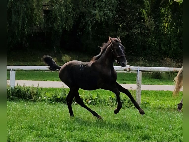 Lipizzan Jument Poulain (04/2024) 145 cm Aubère in Halászi