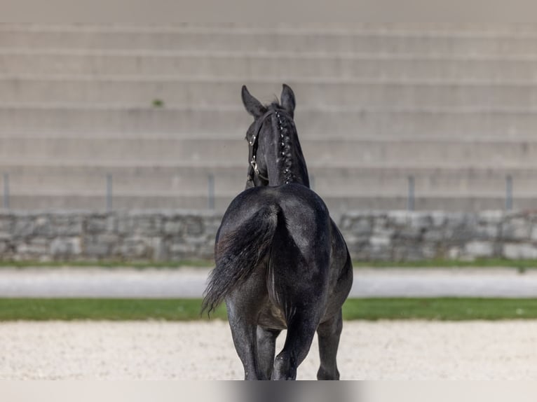 Lipizzan Jument Poulain (04/2026) 164 cm Gris in Trnovska Vas
