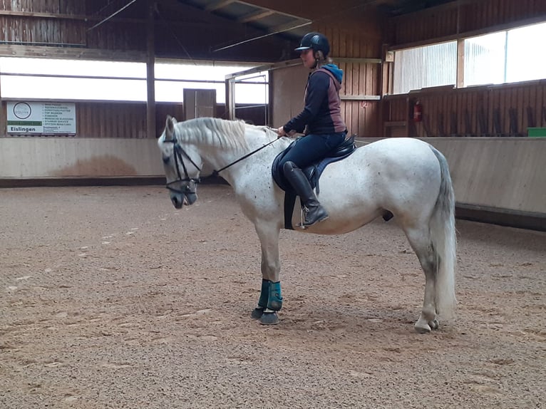 Lipizzaner Gelding 10 years 15,2 hh Gray in Geislingen an der Steige