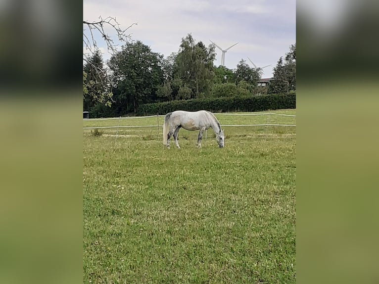 Lipizzaner Gelding 10 years 15,2 hh Gray in Geislingen an der Steige