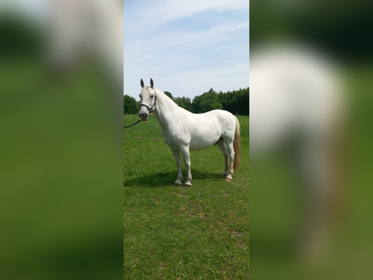 Lipizzaner Gelding 10 years 15 hh Grey in Belfast