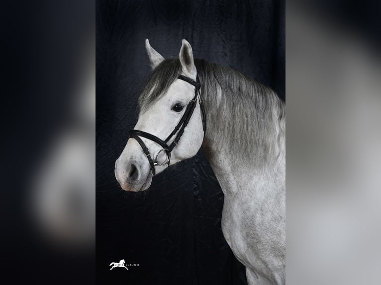 Lipizzaner Gelding 10 years 15,1 hh Grey in Lipica