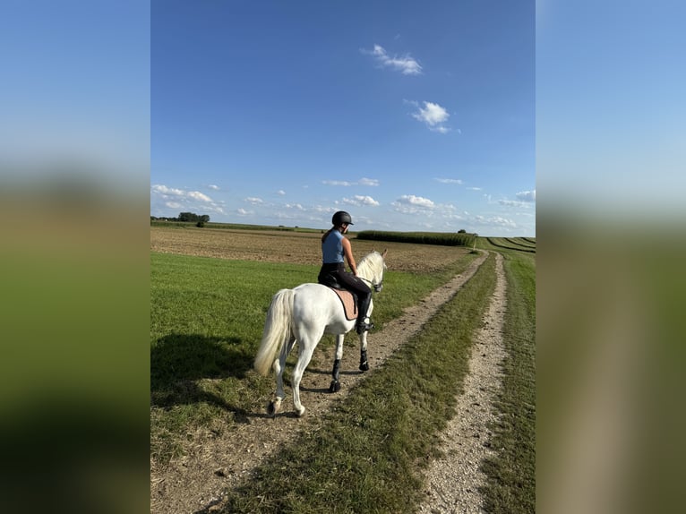 Lipizzaner Gelding 10 years 15,2 hh Grey in Blindheim