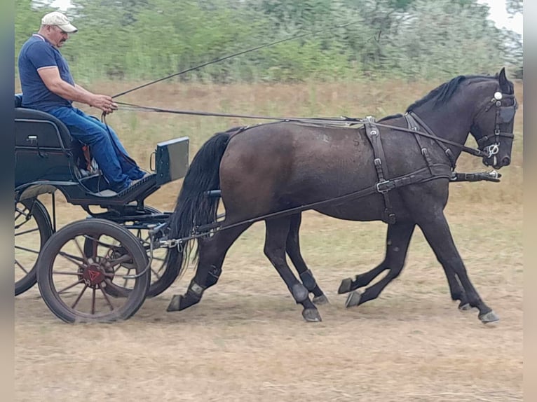 Lipizzaner Gelding 10 years 16 hh Black in Sarbogard