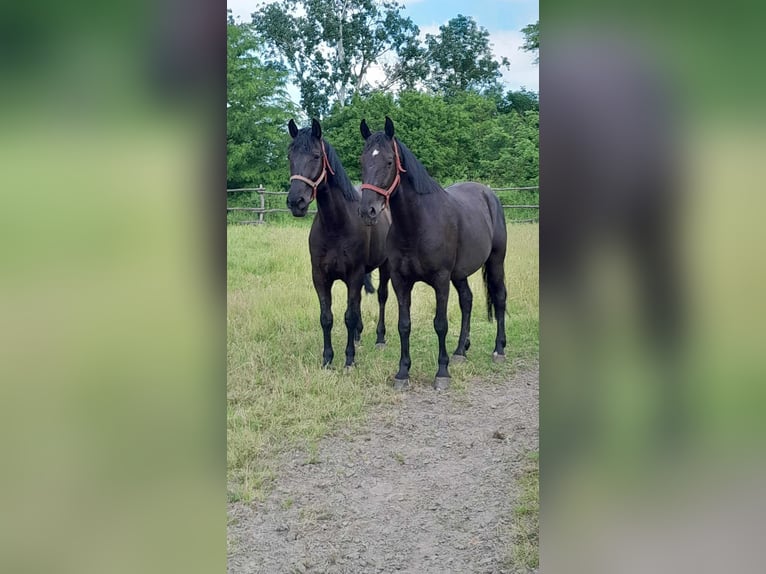 Lipizzaner Gelding 10 years 16 hh Black in Sarbogard