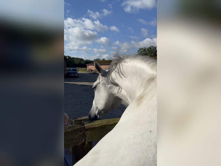 Lipizzaner Gelding 10 years 16 hh Gray in Rosendahl