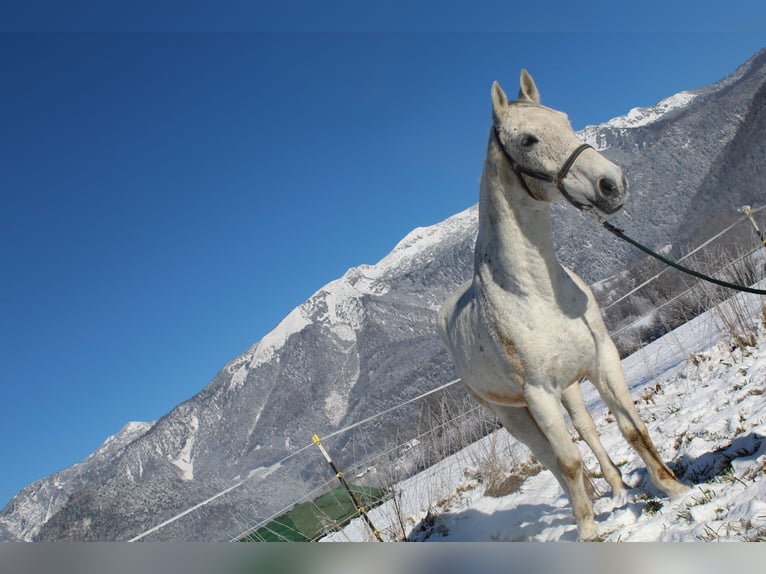 Lipizzaner Gelding 10 years Grey in Roßleithen