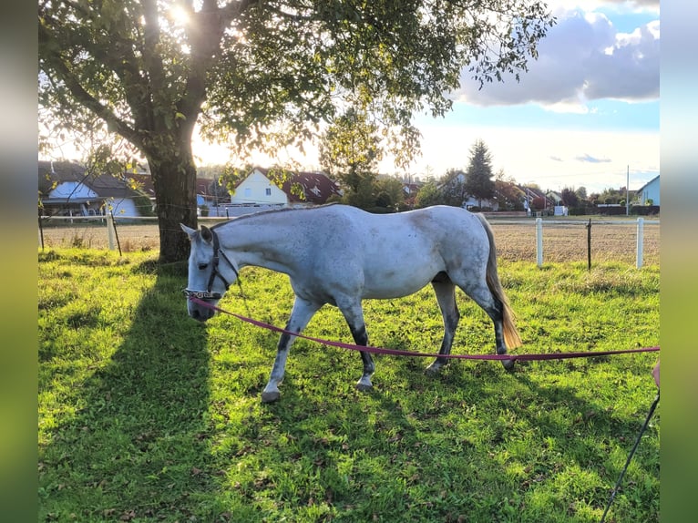 Lipizzaner Mix Gelding 11 years 15,1 hh Gray in Linz