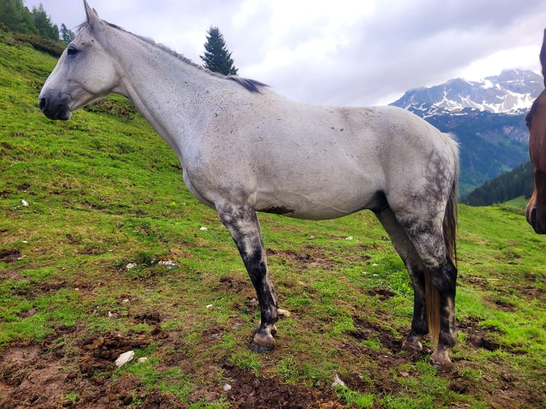 Lipizzaner Mix Gelding 11 years 15,1 hh Gray in Linz