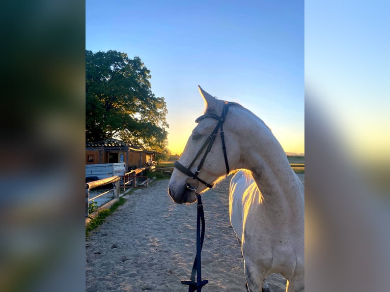 Lipizzaner Mix Gelding 11 years 15,1 hh Gray in Linz