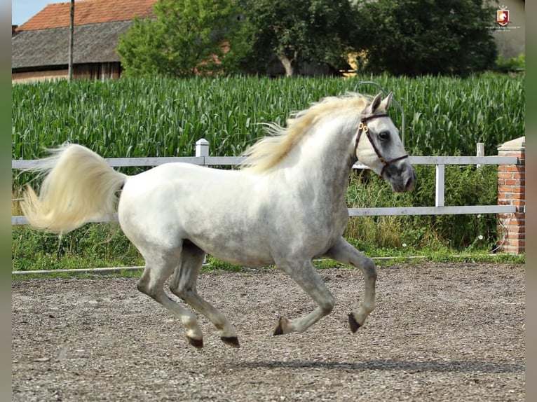 Lipizzaner Gelding 11 years 15,2 hh Grey in Trnovska vas