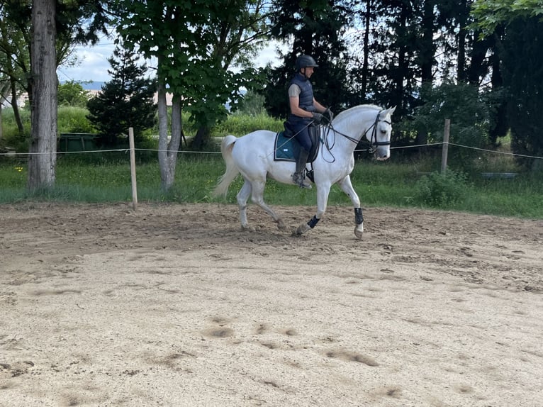 Lipizzaner Gelding 11 years 15,2 hh White in La roque d&#x27;anth&#xE9;ron