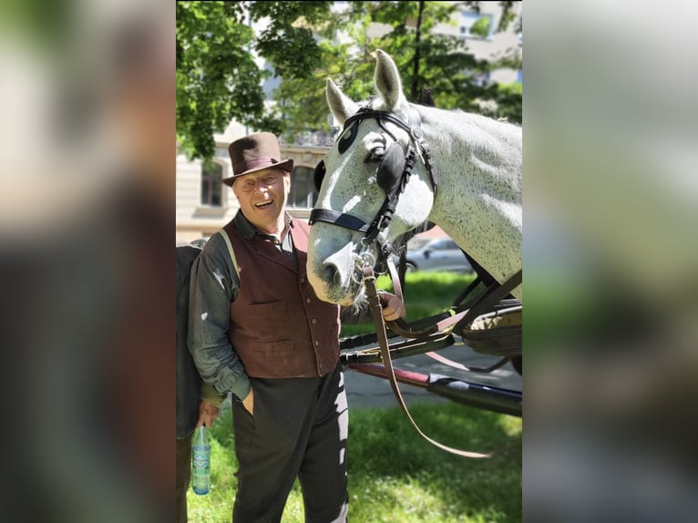 Lipizzaner Gelding 11 years 16 hh Grey-Fleabitten in Nürnberg