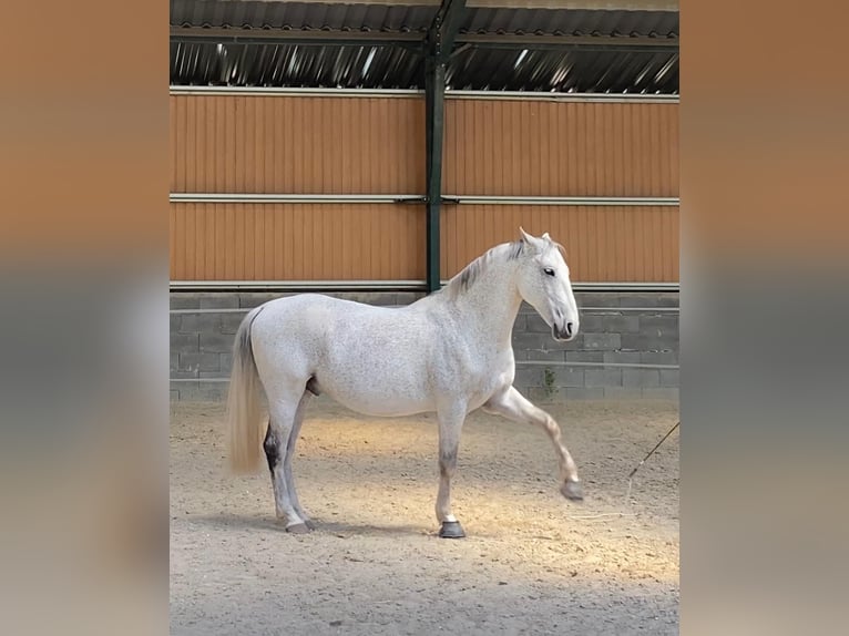 Lipizzaner Gelding 11 years Grey in Sz&#xE1;zhalombatta