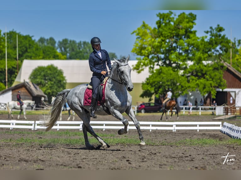 Lipizzaner Gelding 11 years Grey in Sz&#xE1;zhalombatta