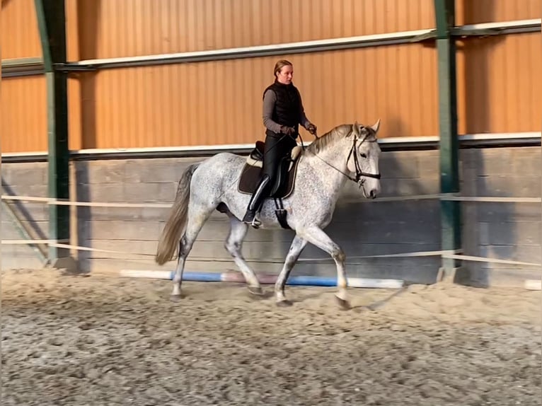 Lipizzaner Gelding 11 years Grey in Sz&#xE1;zhalombatta