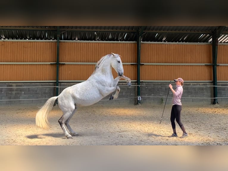 Lipizzaner Gelding 11 years Grey in Sz&#xE1;zhalombatta