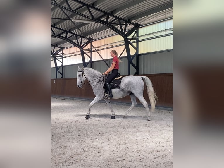 Lipizzaner Gelding 11 years Grey in Sz&#xE1;zhalombatta