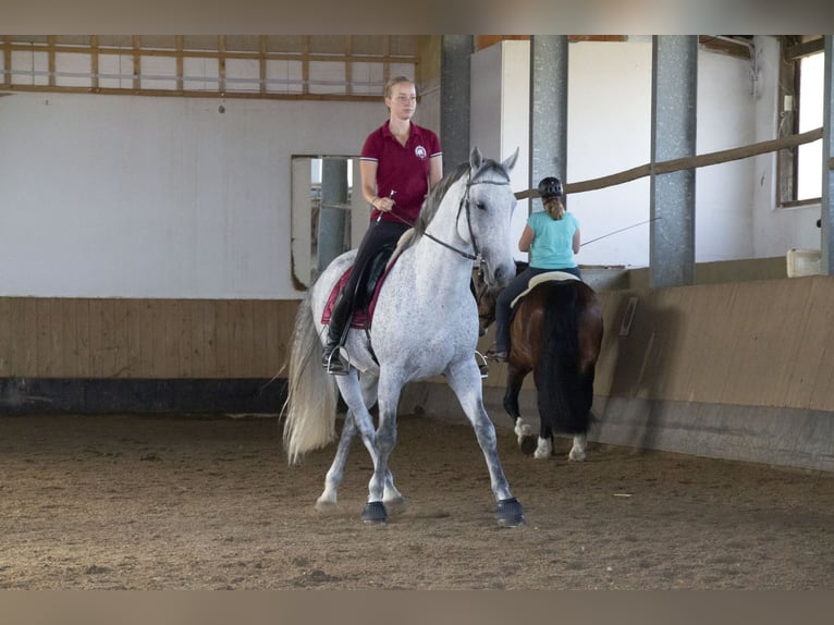 Lipizzaner Gelding 11 years Grey in Sz&#xE1;zhalombatta