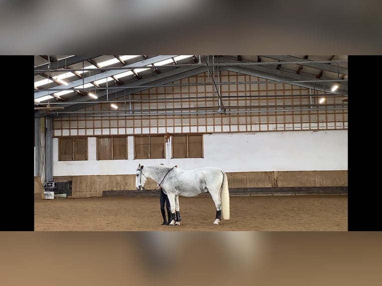 Lipizzaner Gelding 11 years Grey in Sz&#xE1;zhalombatta
