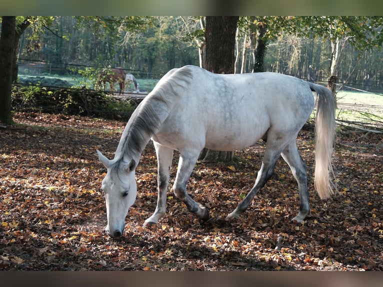 Lipizzaner Gelding 12 years 15,2 hh Gray in Baillet en France