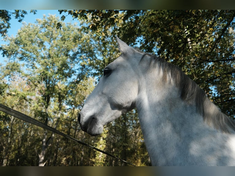 Lipizzaner Gelding 12 years 15,2 hh Gray in Baillet en France