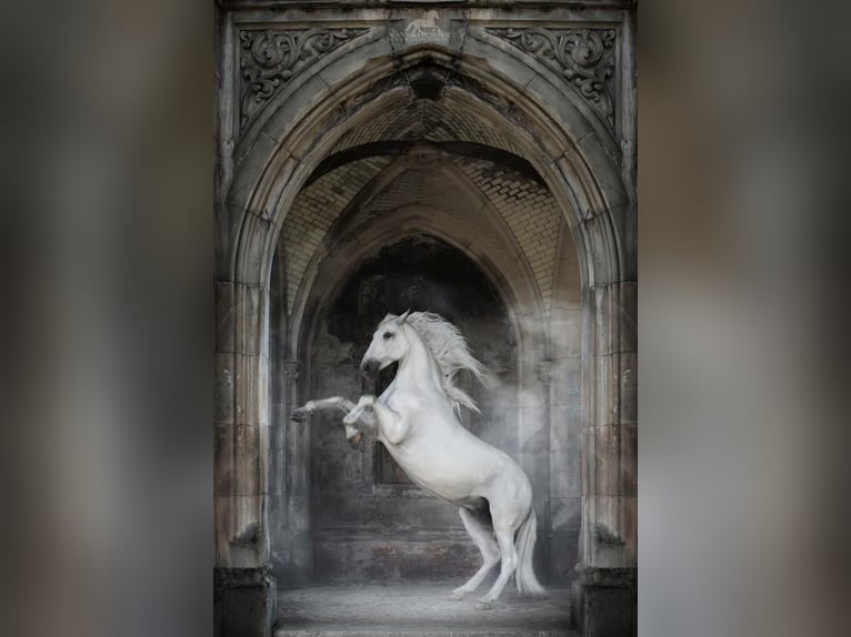 Lipizzaner Gelding 12 years 15,2 hh Grey in Czarna Dolna