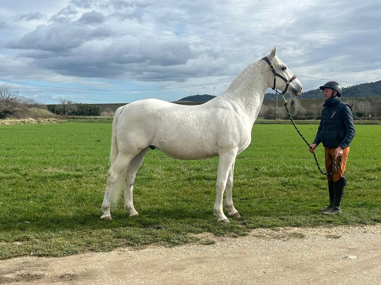 Lipizzaner Gelding 12 years 15,2 hh White in La Roque d' Anthéron