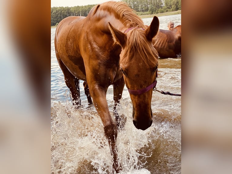 Lipizzaner Mix Gelding 13 years 14,3 hh Chestnut-Red in berlin