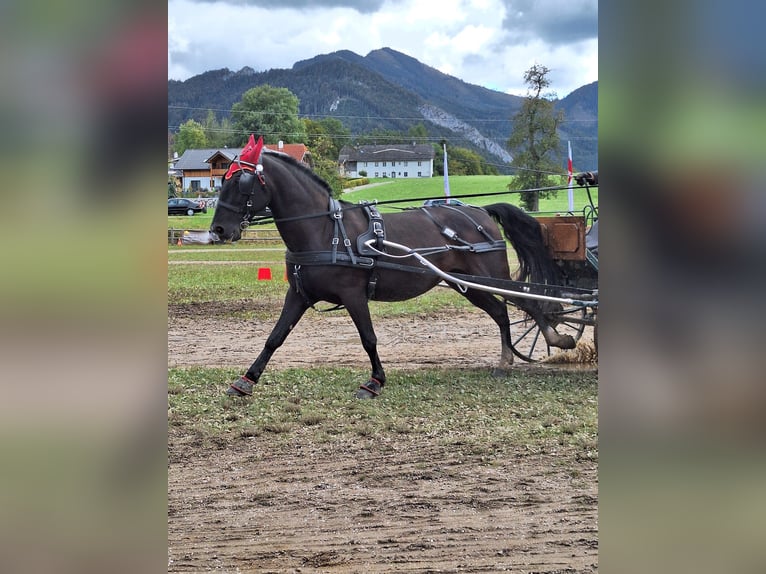 Lipizzaner Gelding 13 years 15,2 hh Black in Lembach