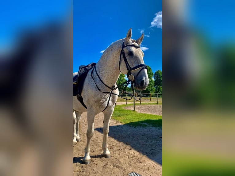 Lipizzaner Gelding 13 years 15,2 hh Gray-Fleabitten in Güstrow