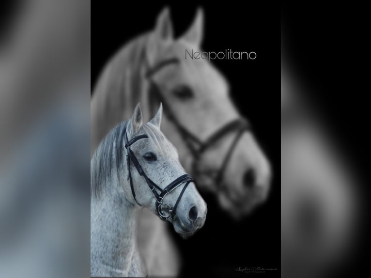 Lipizzaner Gelding 13 years 15,2 hh Gray-Fleabitten in Güstrow